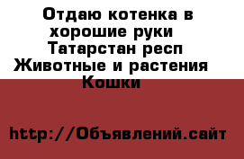 Отдаю котенка в хорошие руки - Татарстан респ. Животные и растения » Кошки   